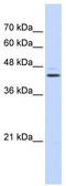 GA Binding Protein Transcription Factor Subunit Beta 1 antibody, TA344563, Origene, Western Blot image 