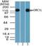 Origin Recognition Complex Subunit 1 antibody, PA5-23390, Invitrogen Antibodies, Western Blot image 