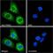 Prolyl 4-hydroxylase subunit alpha-1 antibody, GTX89145, GeneTex, Immunofluorescence image 
