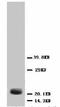 HSTF-1 antibody, LS-C171696, Lifespan Biosciences, Western Blot image 