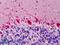 COP9 Signalosome Subunit 5 antibody, LS-B4786, Lifespan Biosciences, Immunohistochemistry frozen image 