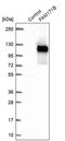 Family With Sequence Similarity 171 Member B antibody, PA5-52718, Invitrogen Antibodies, Western Blot image 