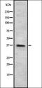 Mitogen-activated protein kinase 7 antibody, orb335167, Biorbyt, Western Blot image 