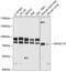 DnaJ homolog subfamily C member 10 antibody, 14-337, ProSci, Western Blot image 