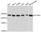 Spectrin Beta, Non-Erythrocytic 1 antibody, A5253, ABclonal Technology, Western Blot image 