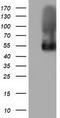 Butyrophilin Subfamily 1 Member A1 antibody, TA501533S, Origene, Western Blot image 