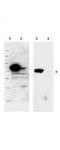 Ribosomal L1 Domain Containing 1 antibody, TA319479, Origene, Western Blot image 