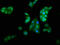 Potassium Voltage-Gated Channel Subfamily A Member Regulatory Beta Subunit 1 antibody, LS-C670525, Lifespan Biosciences, Immunofluorescence image 