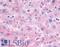 Glucagon receptor antibody, LS-A4257, Lifespan Biosciences, Immunohistochemistry paraffin image 