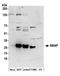 Small acidic protein antibody, A304-687A, Bethyl Labs, Western Blot image 