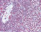 E1A Binding Protein P300 antibody, 51-942, ProSci, Immunohistochemistry frozen image 
