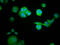 RAS Protein Activator Like 1 antibody, LS-C673626, Lifespan Biosciences, Immunofluorescence image 