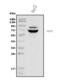 Angiopoietin 2 antibody, A00370, Boster Biological Technology, Western Blot image 