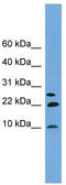 Neuronatin antibody, TA339008, Origene, Western Blot image 