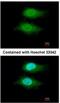 von Willebrand factor A domain-containing protein 5A antibody, NBP2-15615, Novus Biologicals, Immunofluorescence image 
