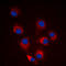 BCL2 Like 11 antibody, LS-C354571, Lifespan Biosciences, Immunofluorescence image 
