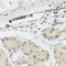 Cyclic GMP-AMP Synthase antibody, A31676, Boster Biological Technology, Immunohistochemistry frozen image 