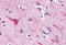 Neuropeptide FF Receptor 2 antibody, MBS243056, MyBioSource, Immunohistochemistry frozen image 