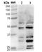 Dibromotyrosine antibody, NBP2-59351, Novus Biologicals, Western Blot image 