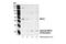 Serine/threonine-protein kinase 3 antibody, 3952S, Cell Signaling Technology, Western Blot image 