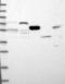 DNA primase small subunit antibody, NBP1-90897, Novus Biologicals, Western Blot image 