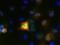 Fibroblast Growth Factor 12 antibody, 73-135, Antibodies Incorporated, Immunofluorescence image 