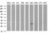Ankyrin Repeat Domain 49 antibody, M14594, Boster Biological Technology, Western Blot image 