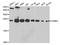Proteasome subunit beta type-2 antibody, TA332716, Origene, Western Blot image 