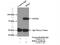 Ribosomal Protein S6 Kinase A3 antibody, 23762-1-AP, Proteintech Group, Immunoprecipitation image 