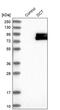 Dopachrome Tautomerase antibody, PA5-52741, Invitrogen Antibodies, Western Blot image 