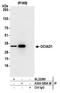 OCIA Domain Containing 1 antibody, A305-585A-M, Bethyl Labs, Immunoprecipitation image 