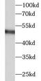 Fibrinogen Gamma Chain antibody, FNab03119, FineTest, Western Blot image 