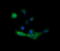 Melan-A antibody, LS-C174642, Lifespan Biosciences, Immunofluorescence image 