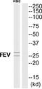 FEV Transcription Factor, ETS Family Member antibody, PA5-39574, Invitrogen Antibodies, Western Blot image 