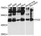 FIC Domain Containing antibody, LS-C748785, Lifespan Biosciences, Western Blot image 