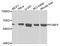 Far Upstream Element Binding Protein 3 antibody, A7948, ABclonal Technology, Western Blot image 