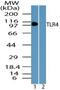 Toll Like Receptor 4 antibody, PA5-23284, Invitrogen Antibodies, Western Blot image 