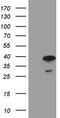 Mortality factor 4-like protein 1 antibody, M05547, Boster Biological Technology, Western Blot image 