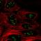 Uncharacterized protein C10orf131 antibody, HPA072122, Atlas Antibodies, Immunofluorescence image 