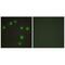 NK6 Homeobox 3 antibody, A13786, Boster Biological Technology, Immunofluorescence image 