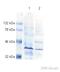 Paired box protein Pax-9 antibody, ab28538, Abcam, Western Blot image 