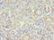 Syntaxin-10 antibody, A61194-100, Epigentek, Immunohistochemistry paraffin image 