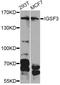 Immunoglobulin Superfamily Member 3 antibody, A12449, ABclonal Technology, Western Blot image 