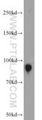 Villin 1 antibody, 16488-1-AP, Proteintech Group, Western Blot image 