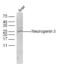 Neurogenin 3 antibody, GTX60254, GeneTex, Western Blot image 