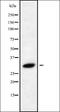 Ras-related protein Rab-40C antibody, orb338628, Biorbyt, Western Blot image 