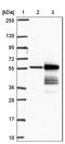 Craniofacial Development Protein 1 antibody, NBP1-88680, Novus Biologicals, Western Blot image 