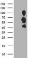 Schwannomin-interacting protein 1 antibody, CF504485, Origene, Western Blot image 