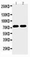 Histidine Decarboxylase antibody, PA5-79354, Invitrogen Antibodies, Western Blot image 