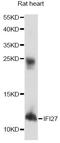 Interferon Alpha Inducible Protein 27 antibody, A14174, ABclonal Technology, Western Blot image 